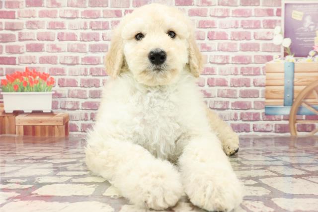 東京都のスタンダードプードル (Coo&RIKU足立本店/2024年2月18日生まれ/男の子/ホワイト)の子犬