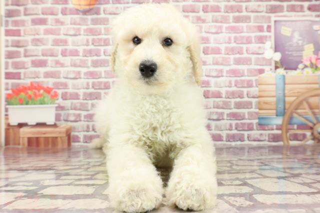 大分県のスタンダードプードル (Coo&RIKU大分店/2024年2月18日生まれ/男の子/ホワイト)の子犬