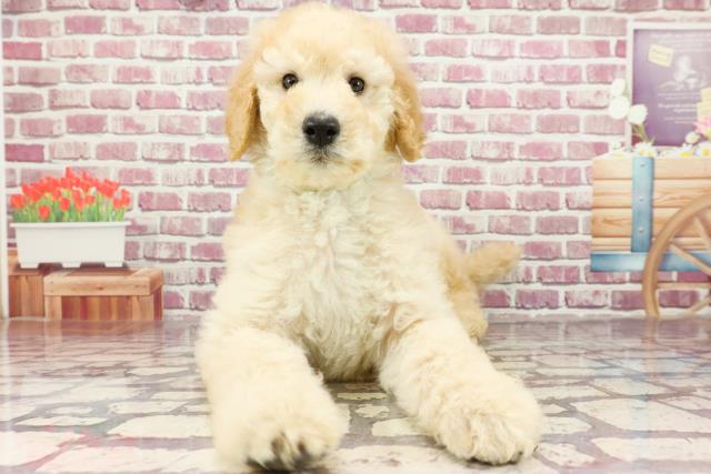 熊本県のスタンダードプードル (Coo&RIKU宇土シティモール店/2024年2月18日生まれ/男の子/クリーム)の子犬