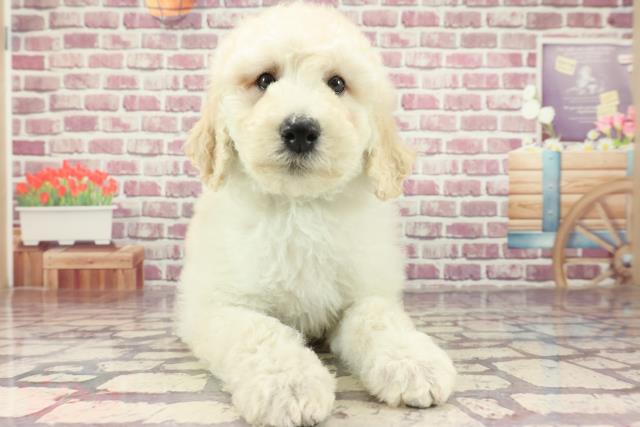 広島県のスタンダードプードル (Coo&RIKU東広島店/2024年2月18日生まれ/男の子/ホワイト)の子犬