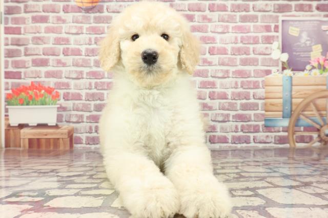広島県のスタンダードプードル (Coo&RIKUゆめタウン大竹店/2024年2月18日生まれ/男の子/ホワイト)の子犬