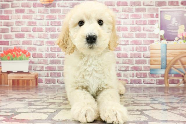 徳島県のスタンダードプードル (Coo&RIKU徳島店/2024年2月18日生まれ/女の子/ホワイト)の子犬