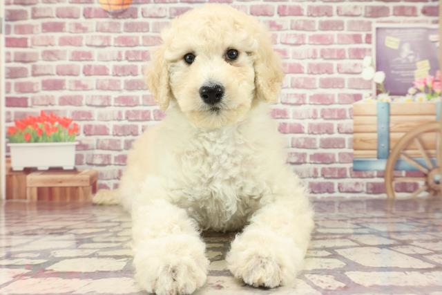 沖縄県のスタンダードプードル (Coo&RIKU沖縄浦添店/2024年2月18日生まれ/女の子/ホワイト)の子犬