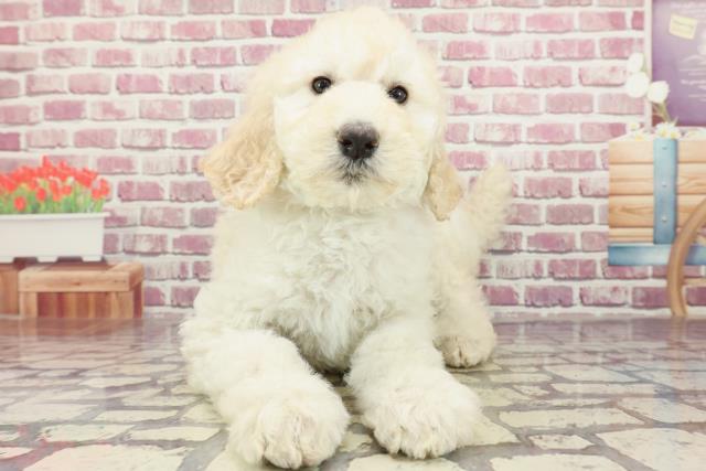 福岡県のスタンダードプードル (Coo&RIKU久留米店/2024年2月18日生まれ/女の子/ホワイト)の子犬
