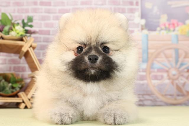 静岡県のポメラニアン (Coo&RIKU浜松店/2024年2月21日生まれ/女の子/クリームセーブル)の子犬