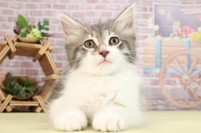 神奈川県のノルウェージャンフォレストキャット (Coo&RIKU秦野店/2024年2月19日生まれ/男の子/ブルータビーホワイト)の子猫