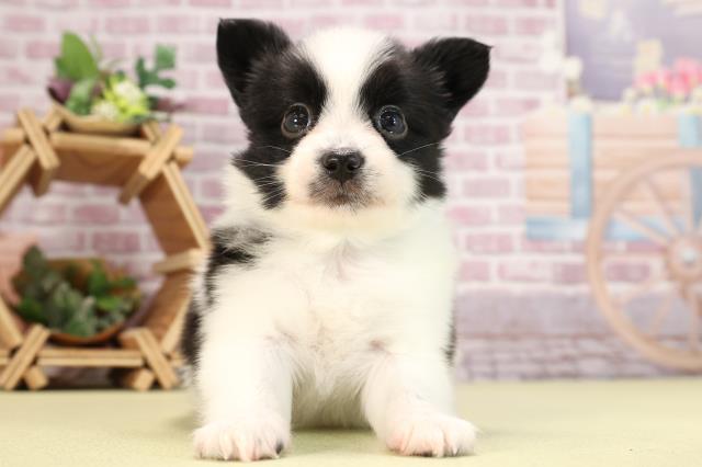 静岡県のパピヨン (Coo&RIKU静岡SBS通り店/2024年2月20日生まれ/男の子/ホワイトブラック)の子犬
