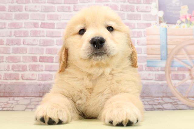 静岡県のゴールデンレトリバー (Coo&RIKU藤枝店/2024年2月19日生まれ/男の子/ゴールデン)の子犬
