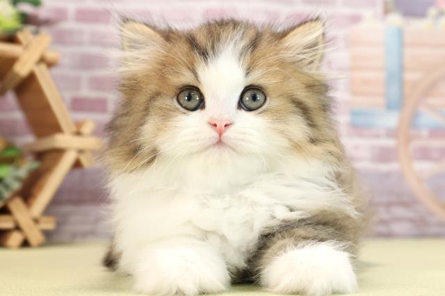 岩手県のラガマフィン (Coo&RIKU一関店/2024年2月18日生まれ/男の子/ブラウンタビーホワイト)の子猫