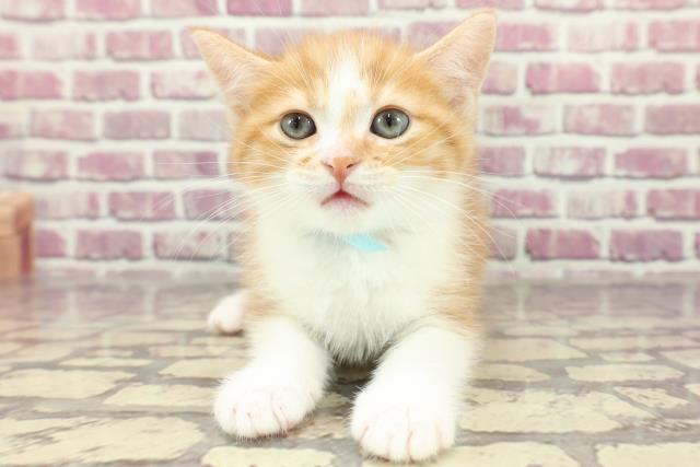 愛媛県のミヌエット (Coo&RIKU愛媛松山店/2024年2月21日生まれ/男の子/レッドタビーホワイト)の子猫