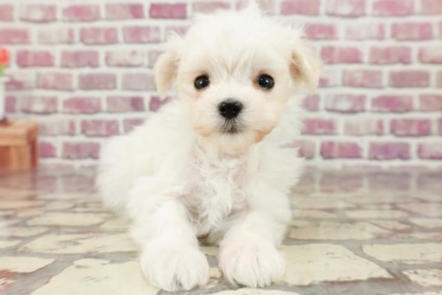 福岡県のマルプー(マルチーズ×プードル) (Coo&RIKU筑後店/2024年2月21日生まれ/男の子/ホワイト)の子犬