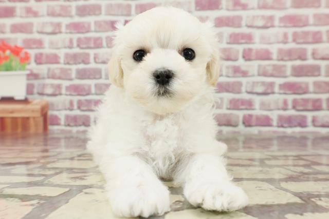 熊本県のマルプー(マルチーズ×プードル) (Coo&RIKU宇土シティモール店/2024年2月21日生まれ/男の子/ホワイト)の子犬