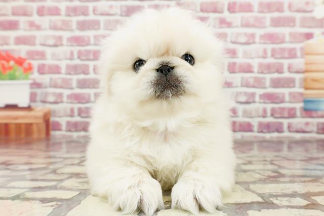 東京都のペキニーズ (Coo&RIKU浅草店/2024年2月22日生まれ/男の子/ホワイト)の子犬