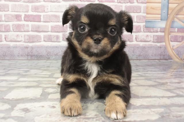兵庫県のチワワ(ロング) (Coo&RIKU丹波店/2024年2月20日生まれ/女の子/ブラックタンホワイト)の子犬