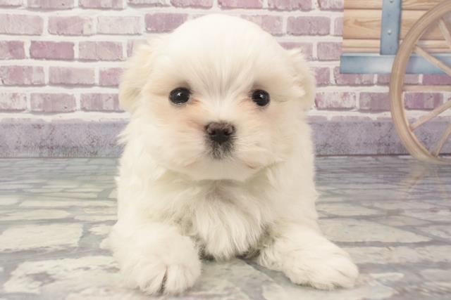 兵庫県のマルチーズ (Coo&RIKU神戸三宮店/2024年2月20日生まれ/男の子/ホワイト)の子犬