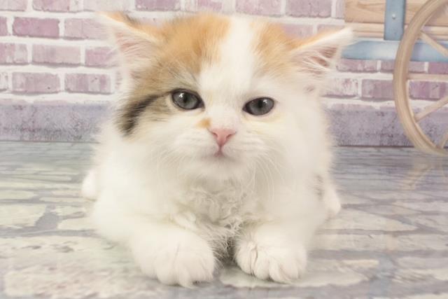 兵庫県のスコティッシュフォールド (Coo&RIKU姫路店/2024年2月22日生まれ/女の子/キャリコ)の子猫