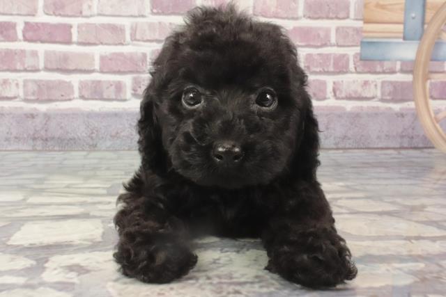 奈良県のトイプードル(トイ) (Coo&RIKU天理店/2024年2月20日生まれ/男の子/ブラック)の子犬