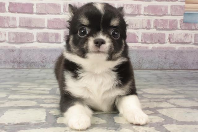 奈良県のチワワ(ロング) (Coo&RIKU天理店/2024年2月20日生まれ/男の子/ブラックタンホワイト)の子犬