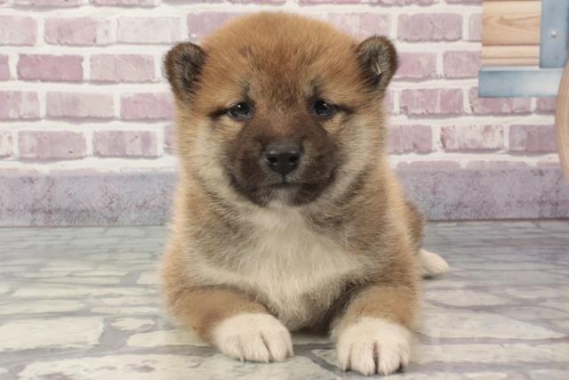 兵庫県の柴犬(標準サイズ) (Coo&RIKU丹波店/2024年2月20日生まれ/女の子/赤)の子犬