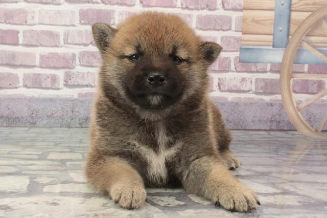 2024年2月20日生まれの柴犬(標準サイズ)の1枚目の写真