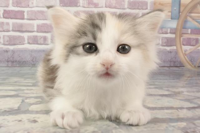 沖縄県のノルウェージャンフォレストキャット (Coo&RIKU沖縄浦添店/2024年2月22日生まれ/女の子/シルバーパッチドタビーホワイト)の子猫