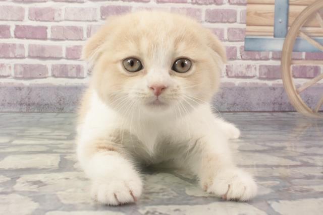 沖縄県のスコティッシュフォールド (Coo&RIKU沖縄浦添店/2024年2月22日生まれ/女の子/クリームタビーホワイト)の子猫