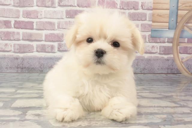 京都府のマルチーズ (Coo&RIKU京都店/2024年2月22日生まれ/男の子/ホワイト)の子犬