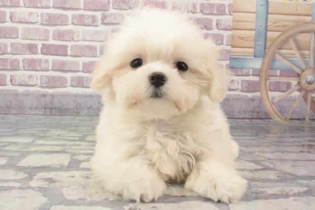 滋賀県のマルチーズ (Coo&RIKU長浜店/2024年2月22日生まれ/男の子/ホワイト)の子犬