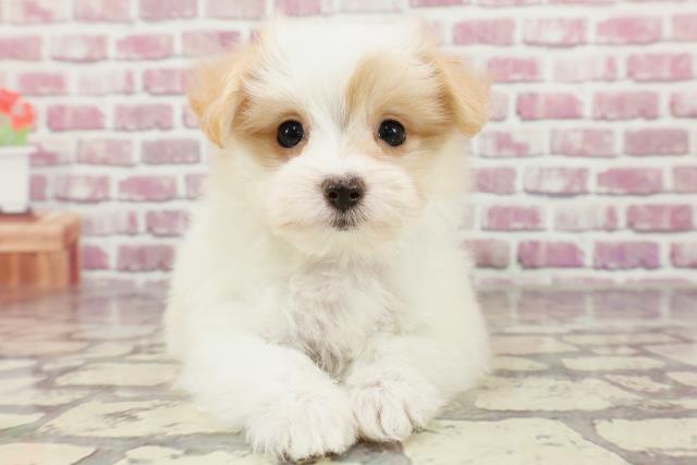 千葉県のハーフ犬 (Coo&RIKU東船橋店/2024年2月16日生まれ/男の子/ホワイトクリーム)の子犬