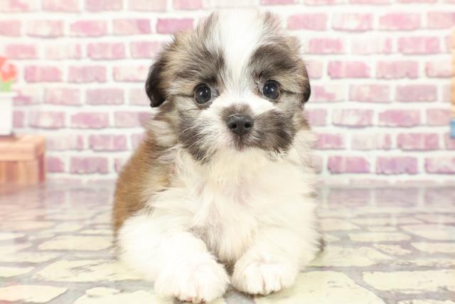 群馬県のハーフ犬 (Coo&RIKU前橋店/2024年2月16日生まれ/女の子/ホワイトブラウン)の子犬