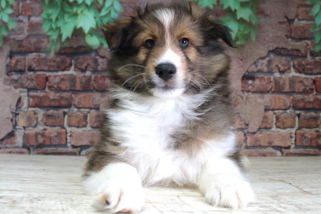 北海道のシェットランドシープドッグ (Coo&RIKU釧路店/2024年2月20日生まれ/男の子/セーブルホワイト)の子犬