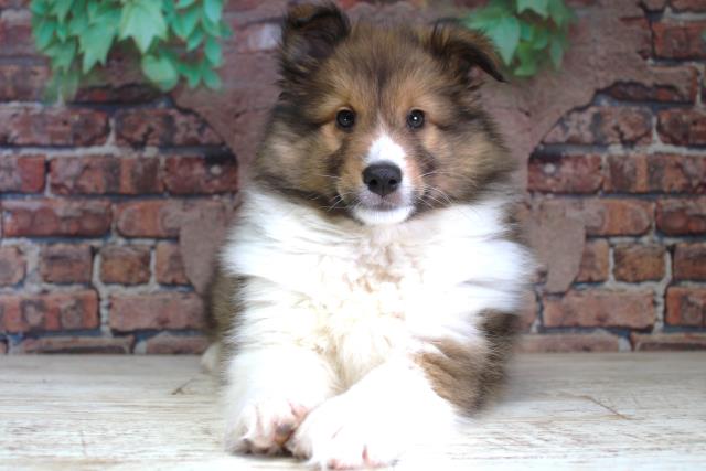 北海道のシェットランドシープドッグ (Coo&RIKU帯広店/2024年2月20日生まれ/男の子/セーブルホワイト)の子犬