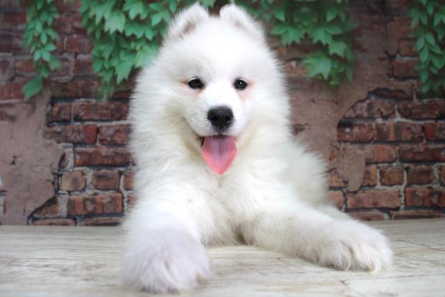 北海道のサモエド (Coo&RIKU苫小牧店/2024年2月23日生まれ/女の子/ホワイト)の子犬
