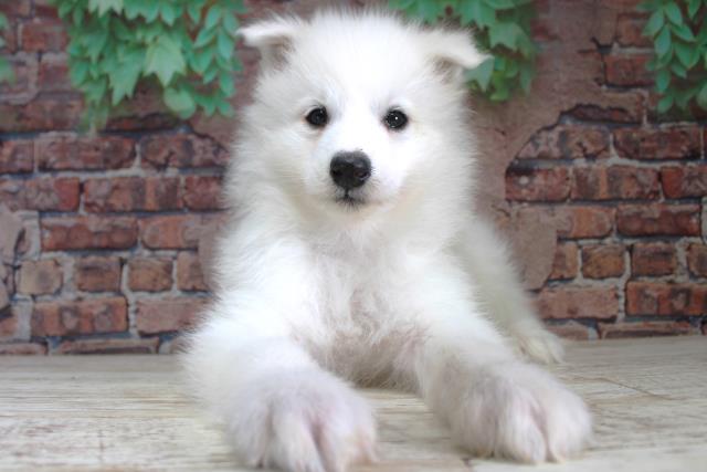 北海道のサモエド (Coo&RIKU岩見沢店/2024年2月23日生まれ/女の子/ホワイト)の子犬