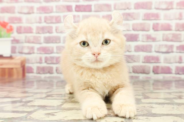東京都のアメリカンカール (Coo&RIKU武蔵小山店/2024年2月24日生まれ/女の子/クリームタビー)の子猫