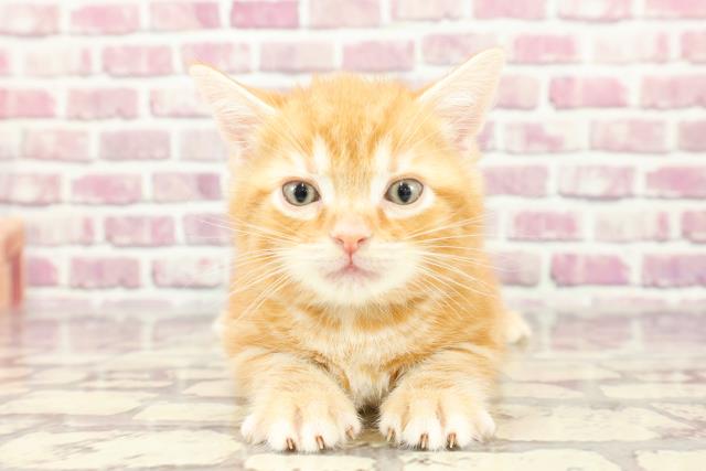 富山県のアメリカンショートヘアー (Coo&RIKU富山店/2024年2月24日生まれ/男の子/レッドタビー)の子猫