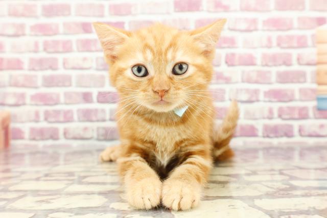 東京都のアメリカンショートヘアー (Coo&RIKU広尾店/2024年2月24日生まれ/男の子/レッドタビー)の子猫
