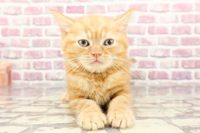 東京都のアメリカンショートヘアー (Coo&RIKUフレスポ住吉店/2024年2月24日生まれ/男の子/レッドタビー)の子猫