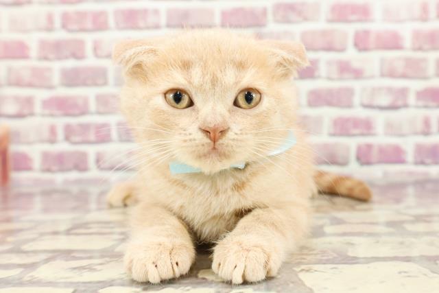 東京都のスコティッシュフォールド (Coo&RIKU浅草店/2024年2月25日生まれ/男の子/クリームタビー)の子猫