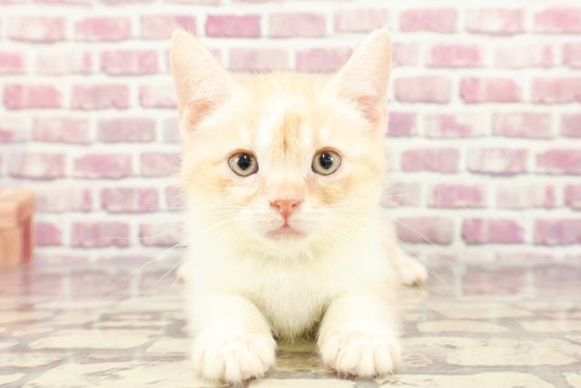 神奈川県のスコティッシュフォールド (Coo&RIKU川崎銀柳街店/2024年2月25日生まれ/男の子/クリームタビーホワイト)の子猫