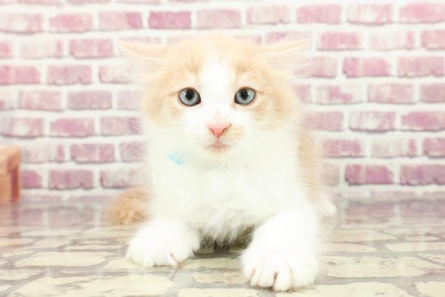 東京都のノルウェージャンフォレストキャット (Coo&RIKU阿佐ヶ谷店/2024年2月23日生まれ/男の子/クリームタビーホワイト)の子猫