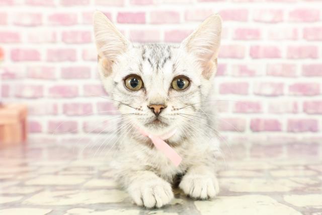 東京都のエジプシャンマウ (Coo&RIKU中野サンモール店/2024年2月25日生まれ/女の子/シルバー)の子猫