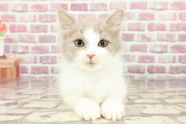 東京都のメインクーン (Coo&RIKU広尾店/2024年2月23日生まれ/女の子/ブラウンタビーホワイト)の子猫