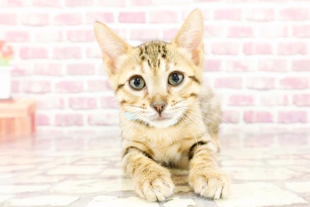 石川県のベンガル (Coo&RIKUイオン野々市南店/2024年2月17日生まれ/男の子/ブラウンスポットタビー)の子猫