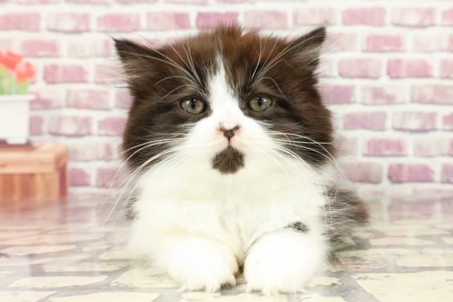 徳島県のスコティッシュフォールド (Coo&RIKU徳島店/2024年2月16日生まれ/男の子/ブラックホワイト)の子猫