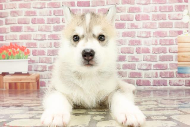 東京都のシベリアンハスキー (Coo&RIKU練馬店/2024年2月25日生まれ/男の子/シルバーホワイト)の子犬