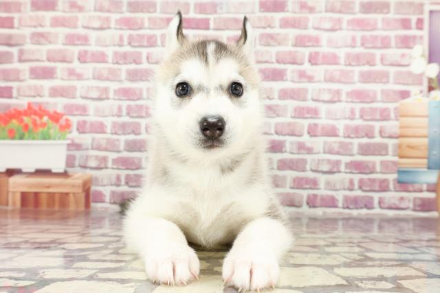 鳥取県のシベリアンハスキー (Coo&RIKUラ・ムー鳥取東店/2024年2月25日生まれ/男の子/シルバーホワイト)の子犬