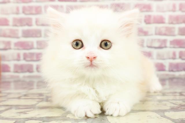 東京都のミヌエット (Coo&RIKU赤坂店/2024年2月23日生まれ/男の子/クリームタビーホワイト)の子猫
