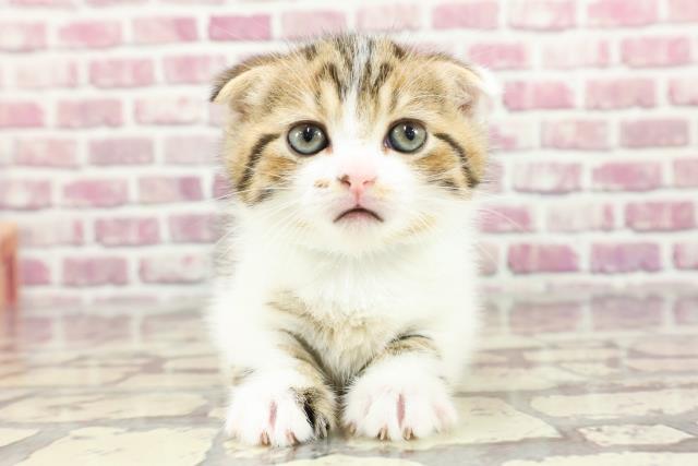 東京都のスコティッシュフォールド (Coo&RIKUフレスポ住吉店/2024年2月24日生まれ/男の子/ブラウンタビーホワイト)の子猫