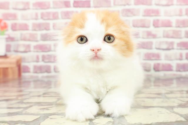 東京都のスコティッシュフォールド (Coo&RIKU中野サンモール店/2024年2月21日生まれ/女の子/レッドタビーホワイトバン)の子猫